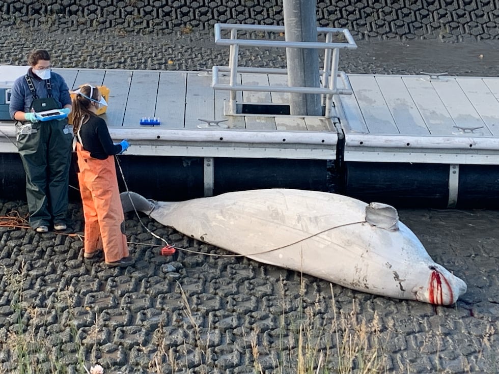 A dead beluga whale was found beached Tuesday morning at the mouth of Ship Creek in Anchorage.