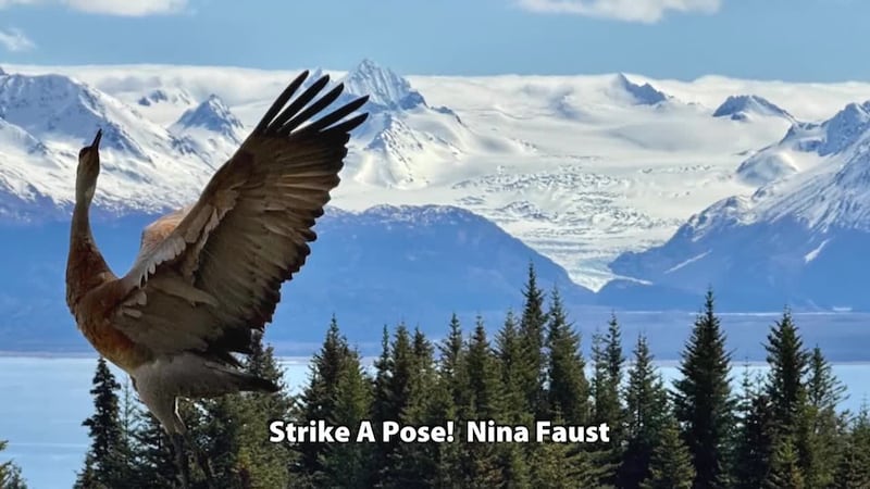 Sandhill Crane - Homer, AK - Nina Faust