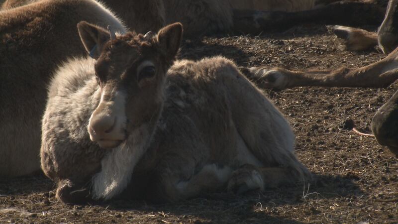 Reindeer yearling soaks up the sunshine at the Reindeer Farm in Palmer.