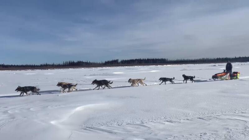 17-year old Emily Robinson is running her own serum run from Nenana to Nome on the 100th...