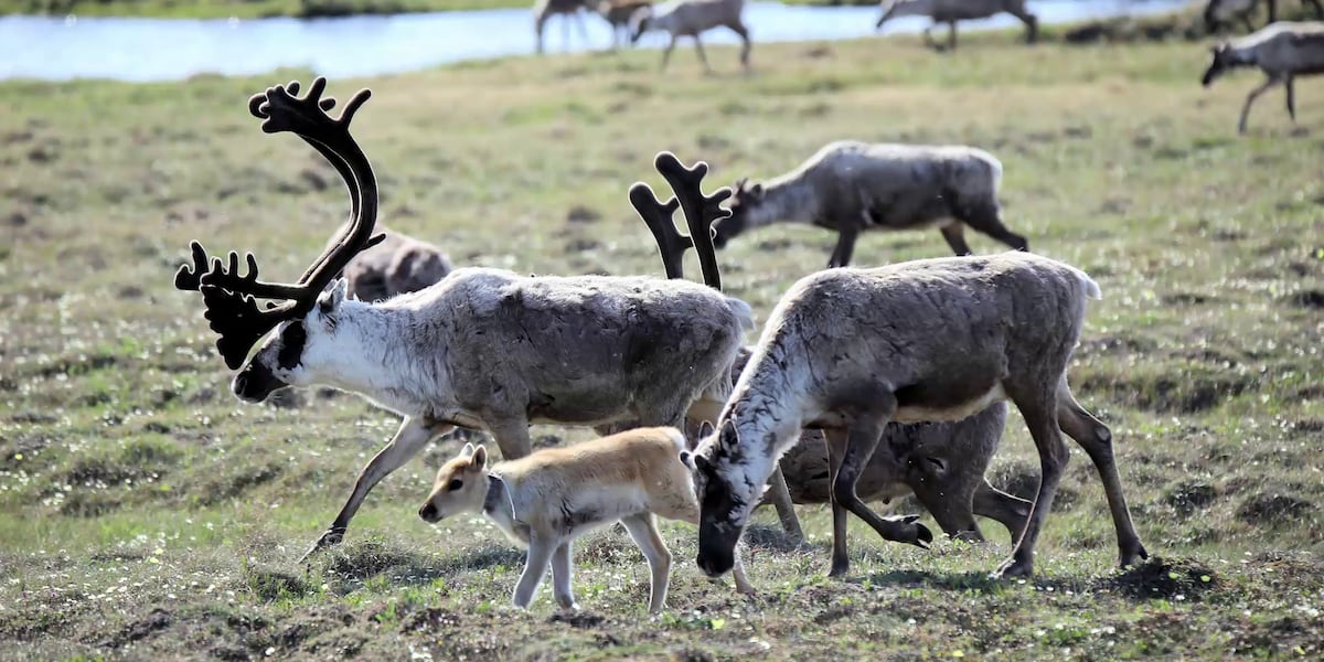 Evidence presented in case concerning Mulchatna Caribou Herd Predator ...