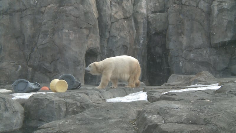 The Alaska Zoo is laying out its plan in anticipation of Mountain Spurr erupting.