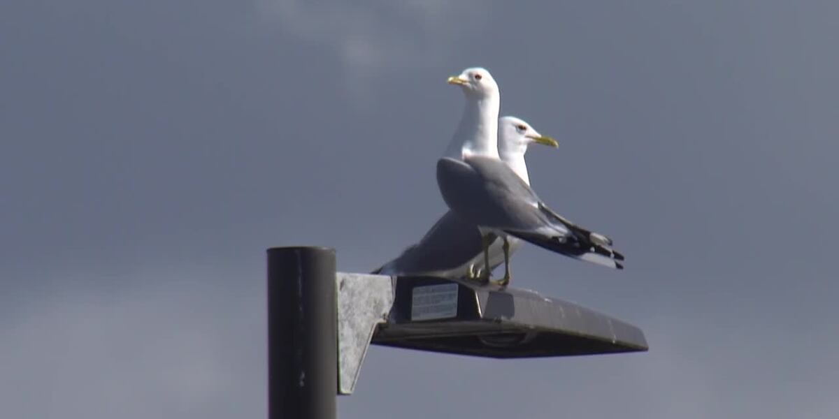 Sights & Sounds: Seagulls squawk as spring slowly arrives in Anchorage