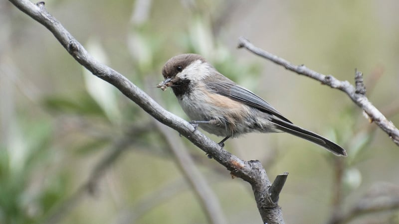 Gray-headed chickadee.
Marsh Fork, Canning River, ANWR