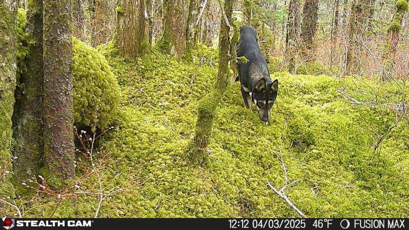 A German shepherd-husky mixed dog has been on the run near Juneau for nearly two months, and...