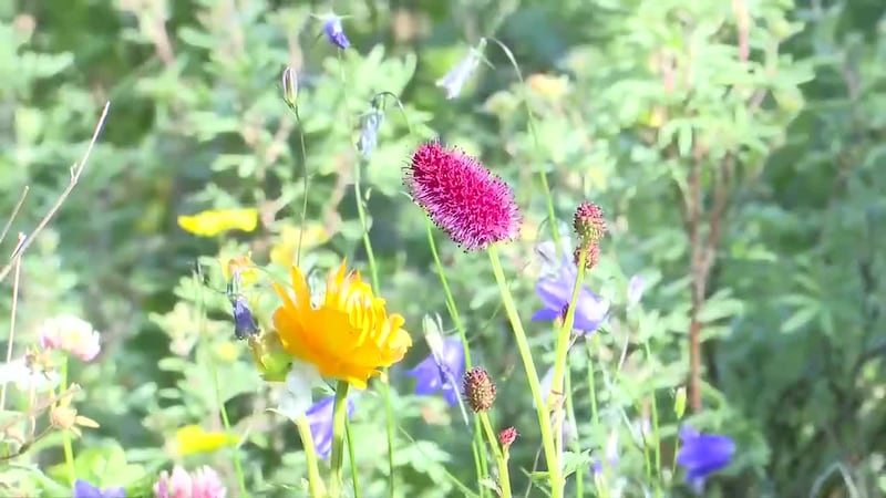 ‘You don’t need to know anything’: Alaska Native Plant Society teaches volunteers to grow...