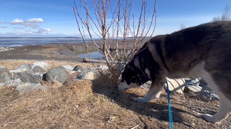 Anchorage Animal Care and Control is accepting applications for its new Tails on Trails program.