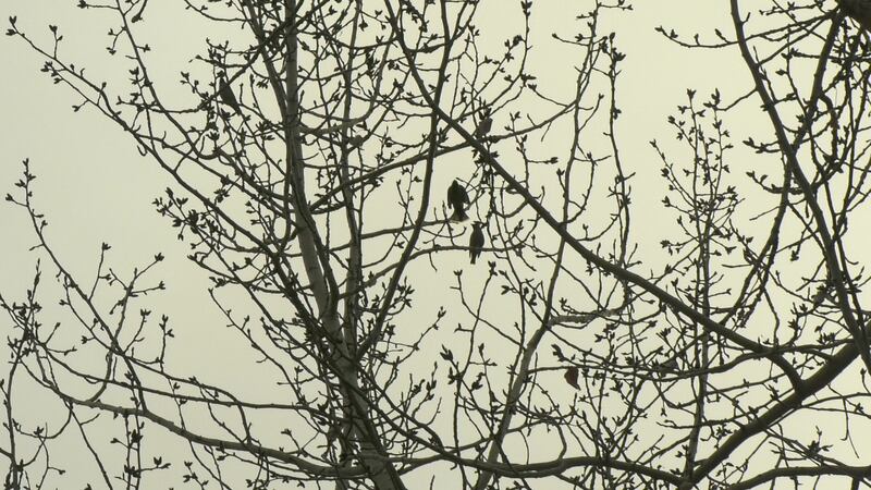 Can you spot the songbirds in this photo?