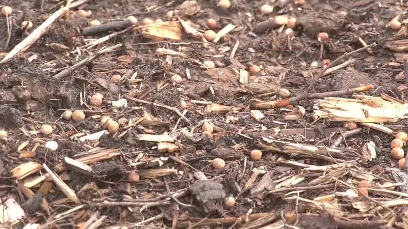 Seeds on the ground a farm in the Nenana-Tochaket agricultural area.