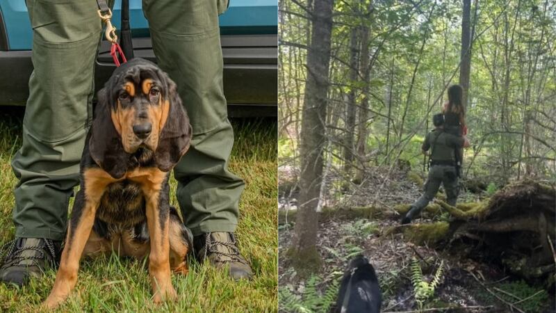 Millie and her handler found the missing girl in a cedar swamp, waist-deep in water.