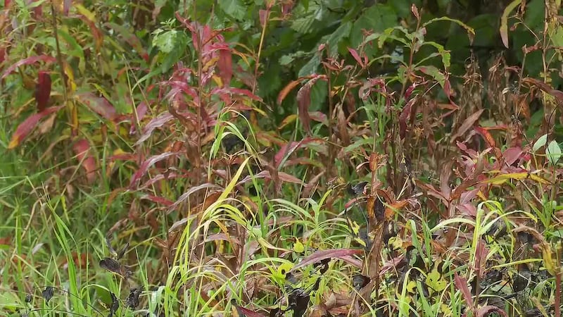 Fall Equinox: A tour of Alaska’s changing colors