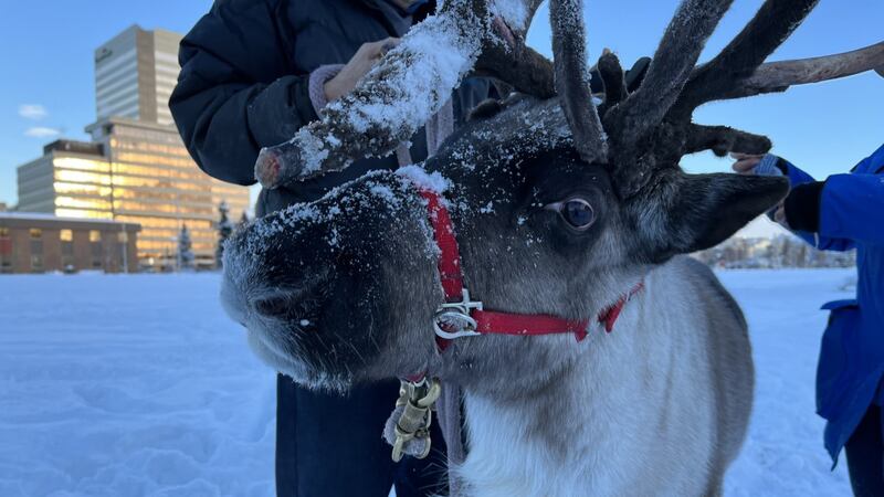 Star the Reindeer takes a walk