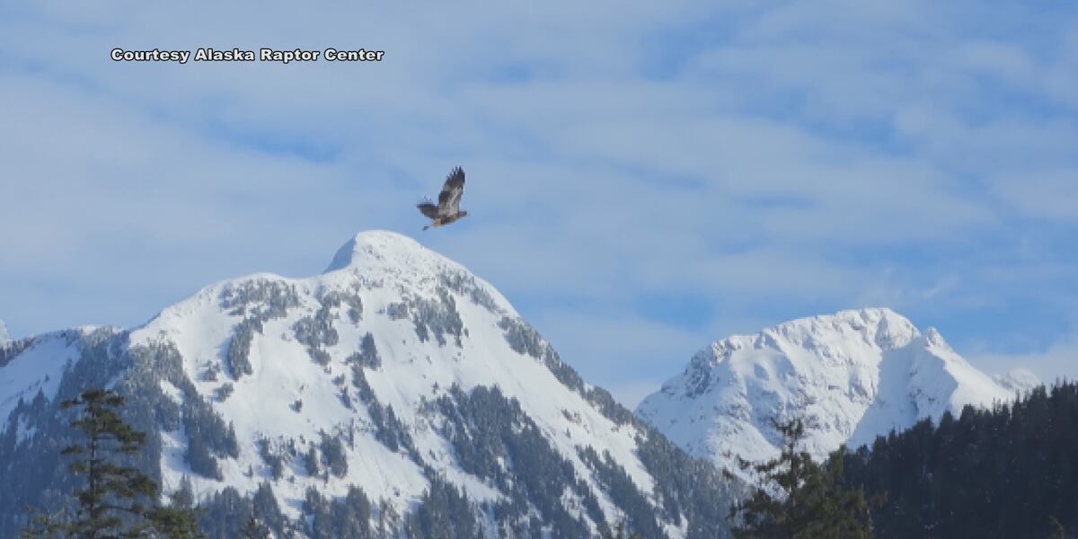 Akaska Raptor Alaska Raptor Center releases 11 eagles into the wild