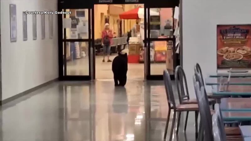 A Black bear goes into JBER's Commissary