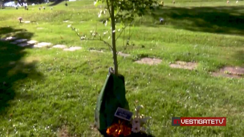 Why some cemeteries are shifting to tree burials, other non-traditional burials