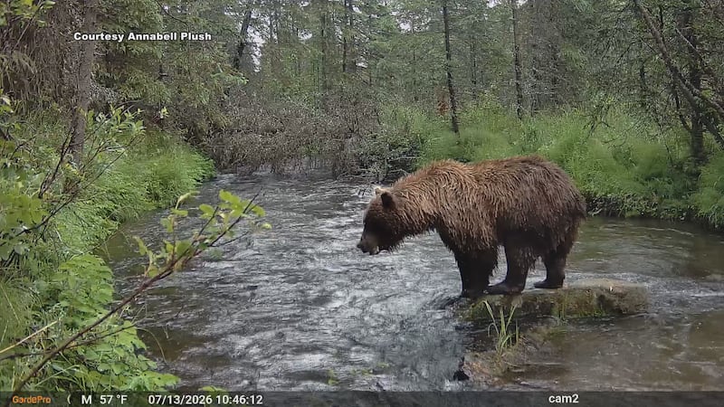 A brown bear fishes in Campbell Creek