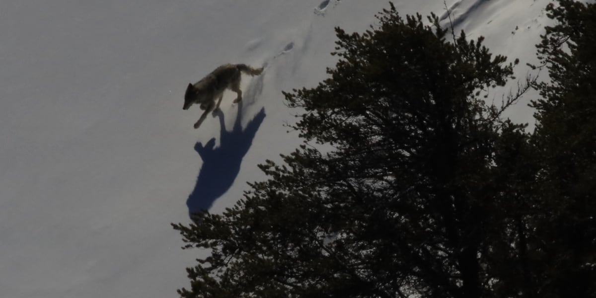 Wolves Bite Human ‘It wasn’t afraid of people’: Wolf bites 2 motorists along Dalton Highway
