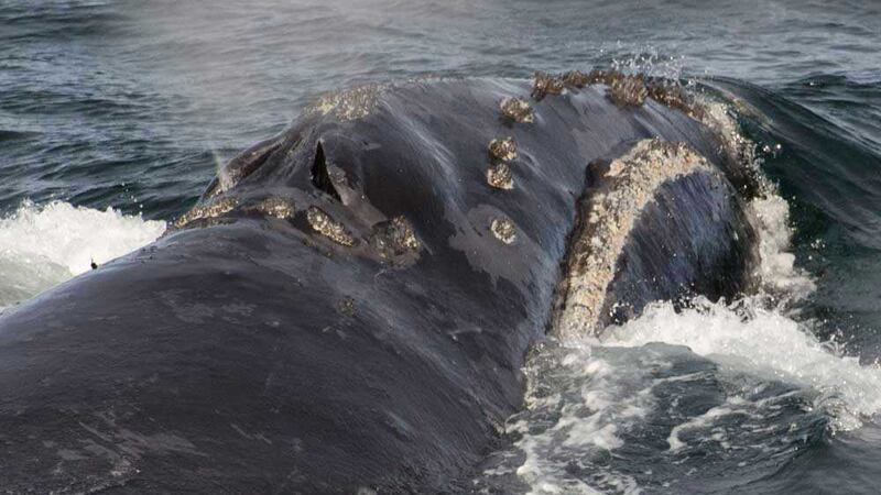 A rare North Pacific right whale captured on camera for the first time in ten years. Photo...