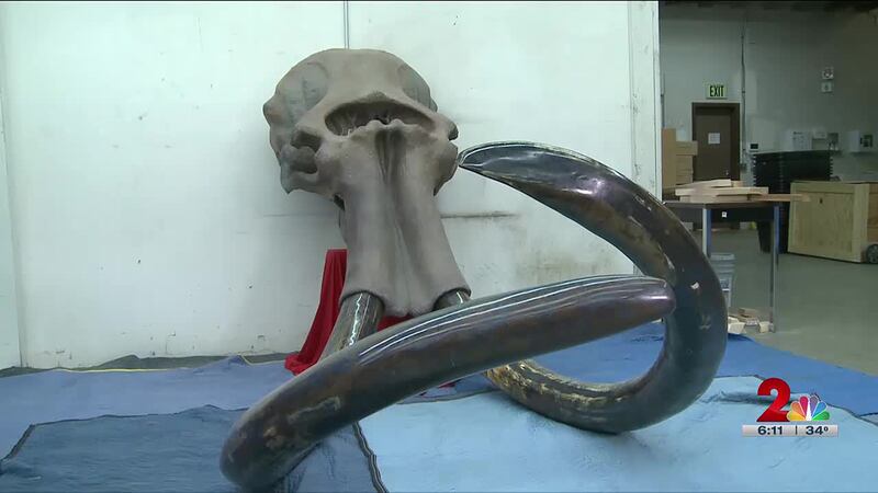 Rare blue-tusked mammoth on auction in Anchorage