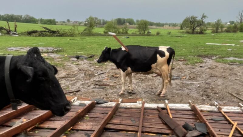 The cow somehow survived, but a photo of her after the injury shows just how strong the power...