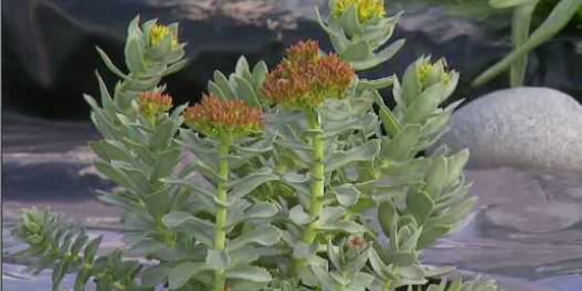 Farming Rhodiola A long row to hoe: Growing Rhodiola in Alaska