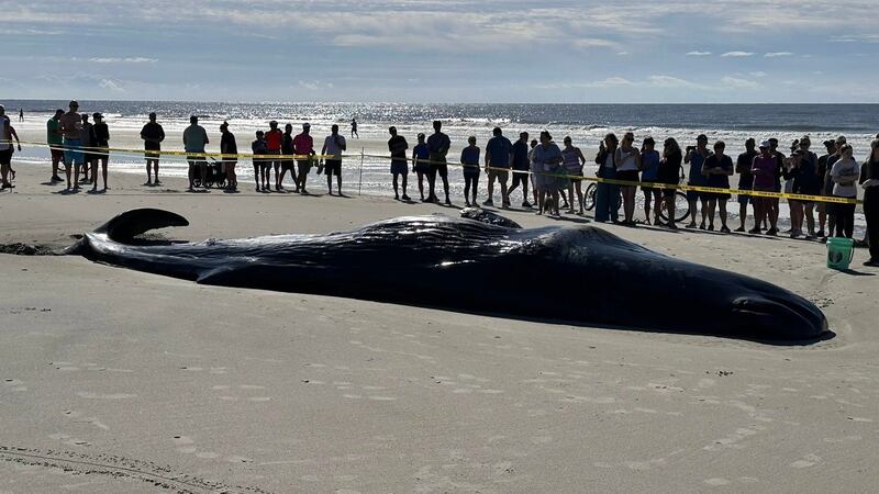 Beached sperm whale spotted on Hilton Head Island