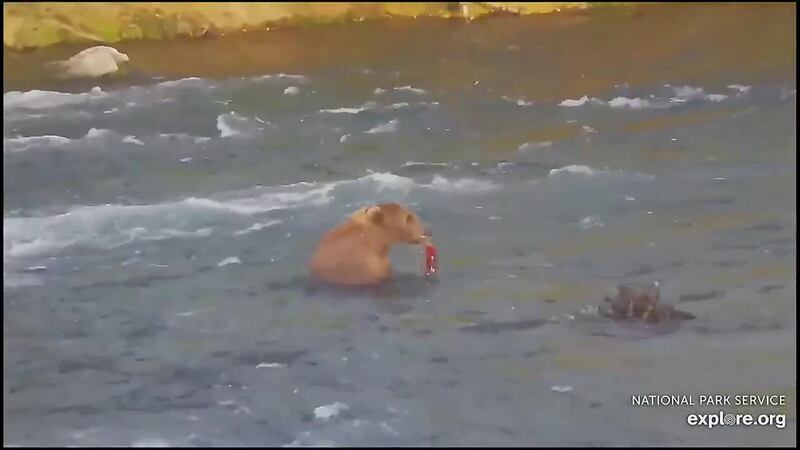 The results for the first day of Fat Bear Week