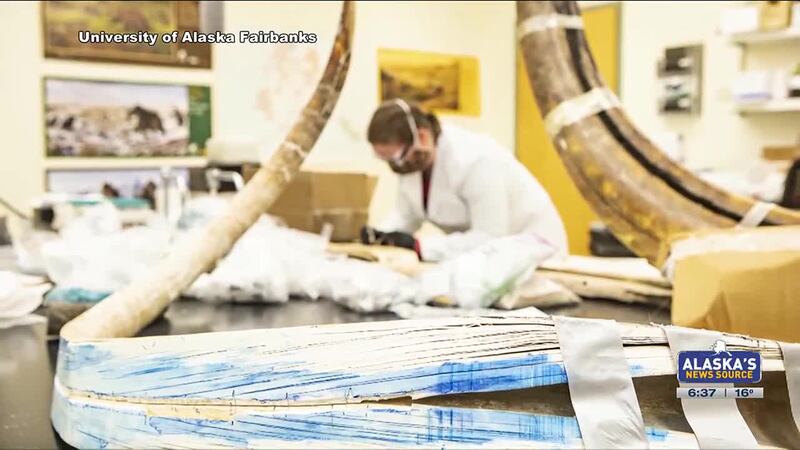 Elma’s journey: Mammoth tusk reveals travels and likely fate of extinct beast