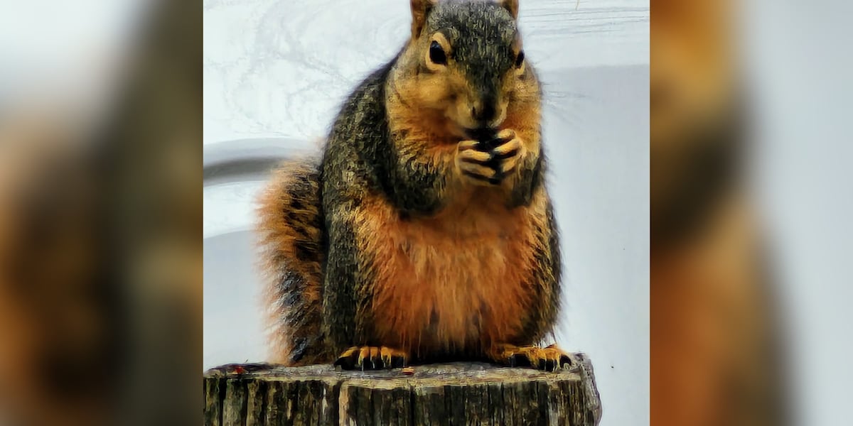 Texas state parks announce first-ever ‘Fat Squirrel Week’