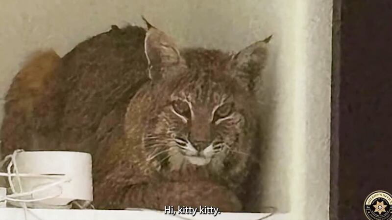 A bobcat found its way into a house, according to the Jefferson County Sheriff’s Office.