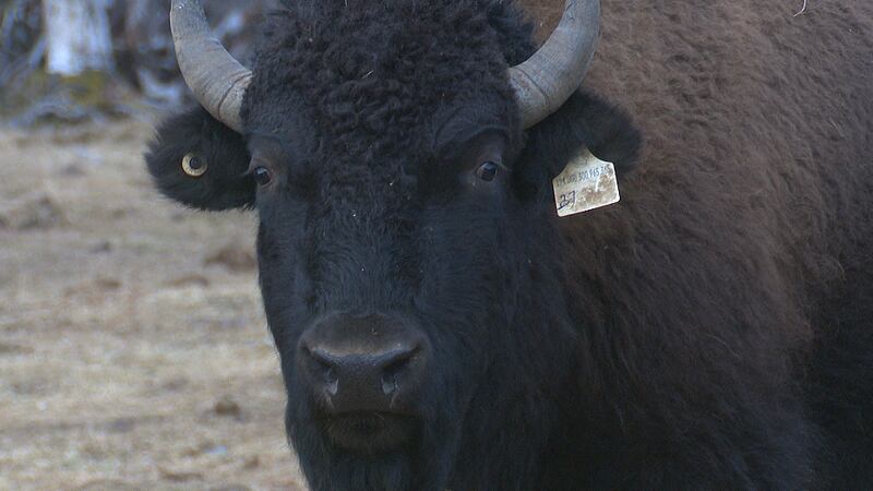 Adam Boyd has fifty head of bison at his Palmer ranch.