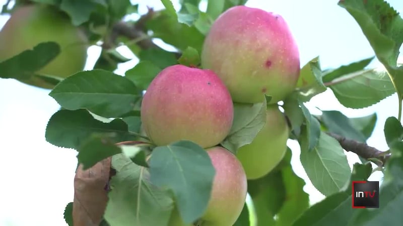 Decades of work on an 'Adapted Apple' could help sow the seeds of future climate-resilient crops