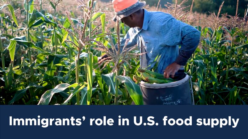 New data examines immigrants’ role in U.S. food supply