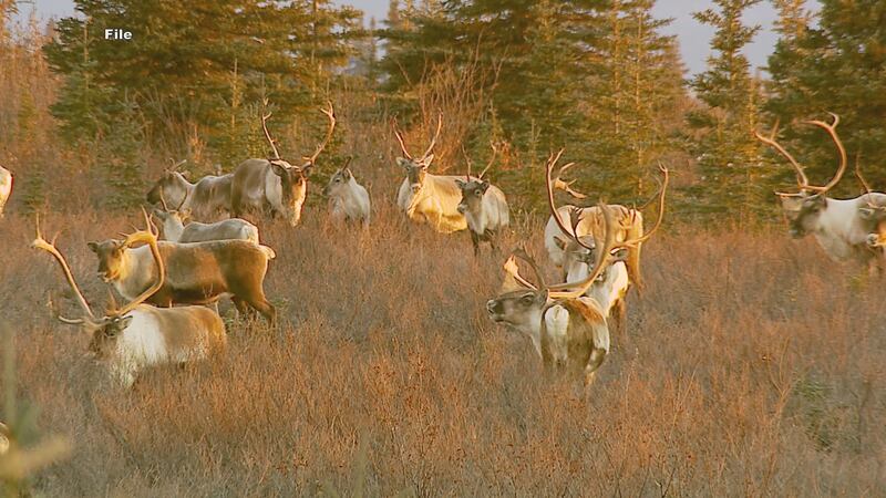 A herd of caribou in Alaska.