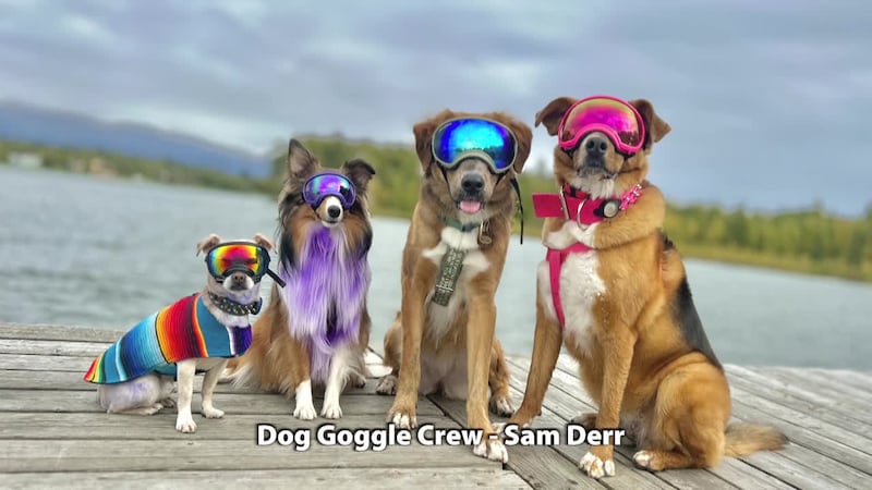 Dog goggle Crew-Anchorage, AK - Sam Derr