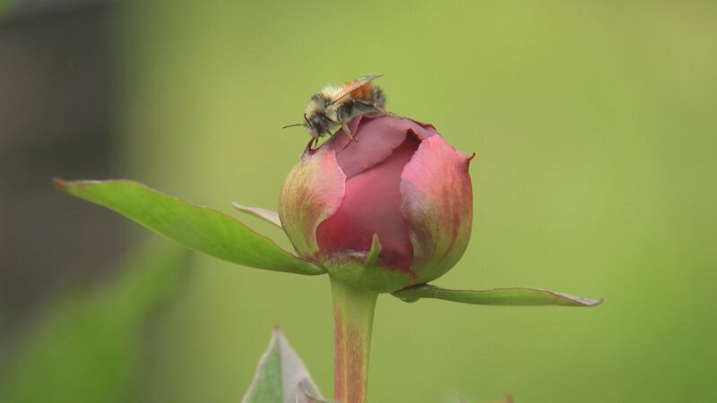For peony farms in Alaska, July is harvest time