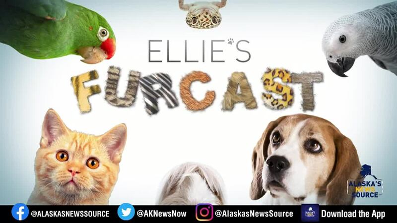 Ellie's Furcast