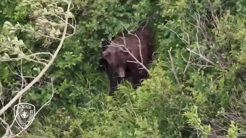 A brown bear is captured by Anchorage police drone in July 2026 after being involved in an...
