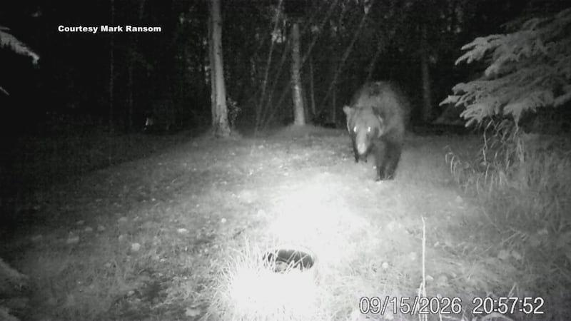 Fish and Game is looking for a brown bear or bears who are creating a serious public safety...