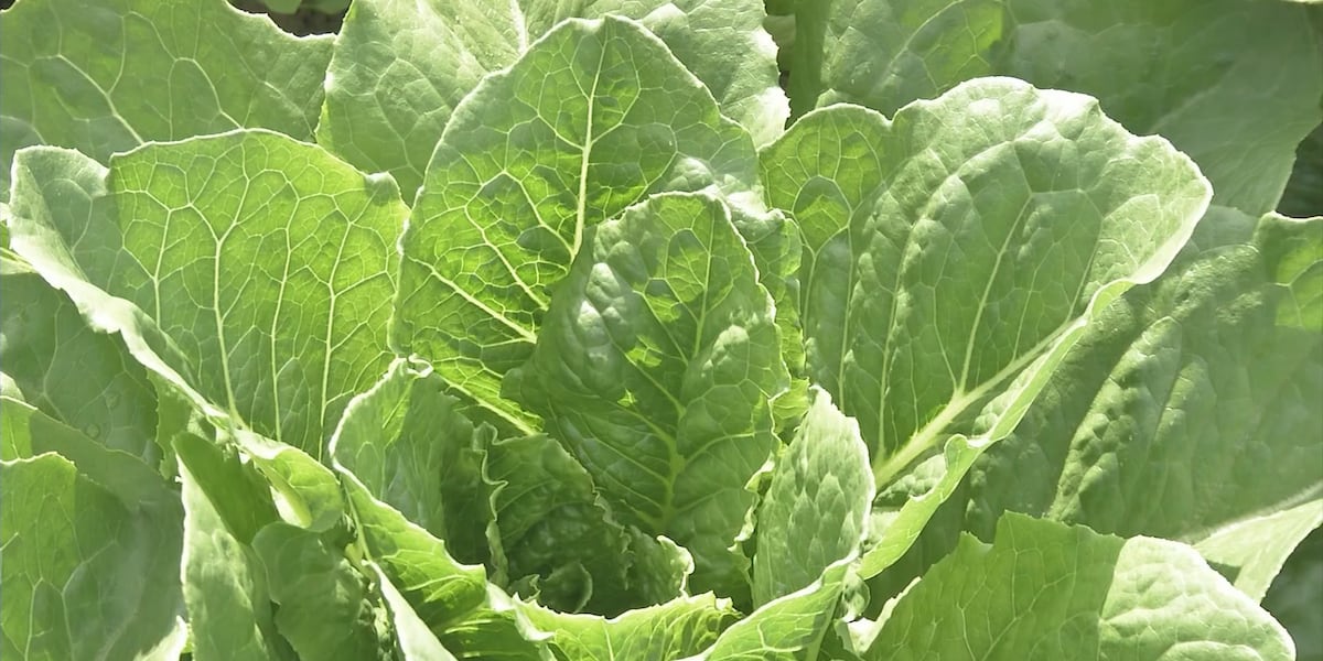 Alaska loses million of USDA funding towards farming and food business development Alaska loses million of USDA funding towards farming and food business development