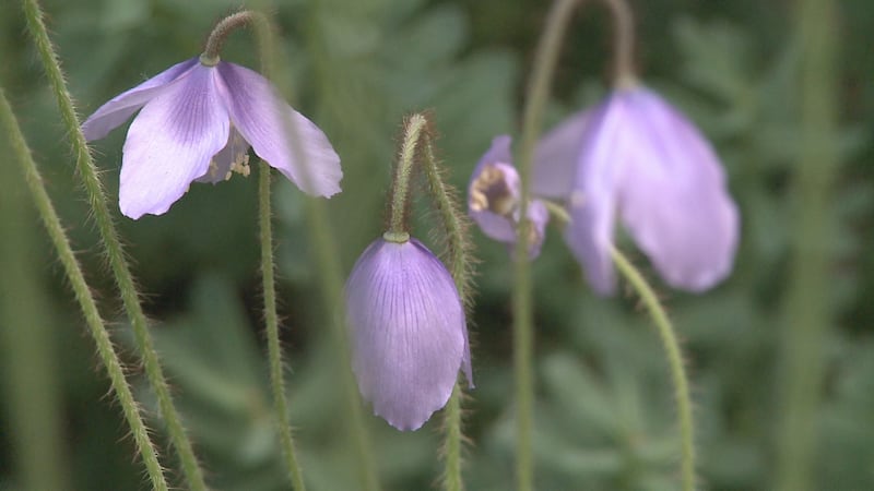 Accredited poppy collection in bloom during Alaska's short summer.