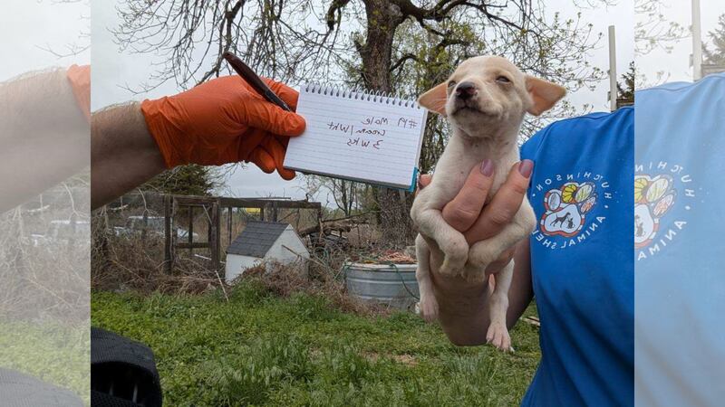 Dogs are rescued from deplorable living conditions in Esbon, Kansas, on April 30, 2025.