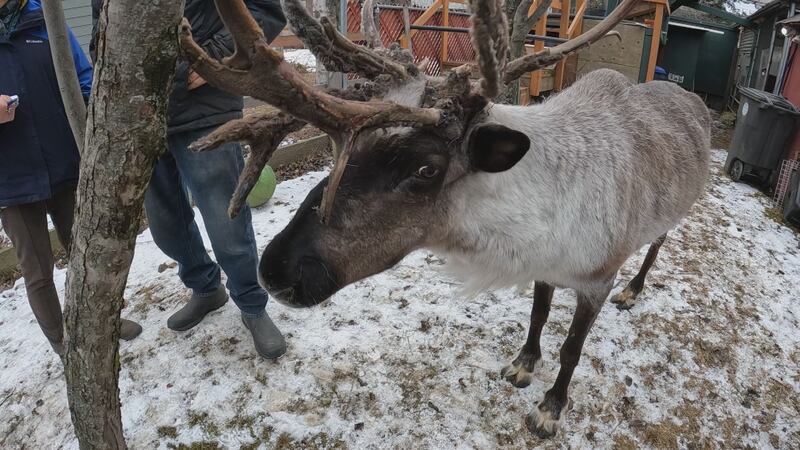 Star the reindeer is back home after someone broke into his pen