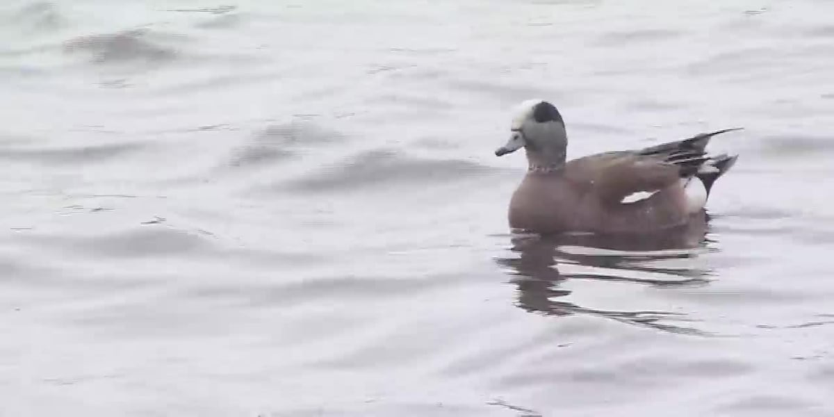 New birdwatching trail takes flight in Anchorage
