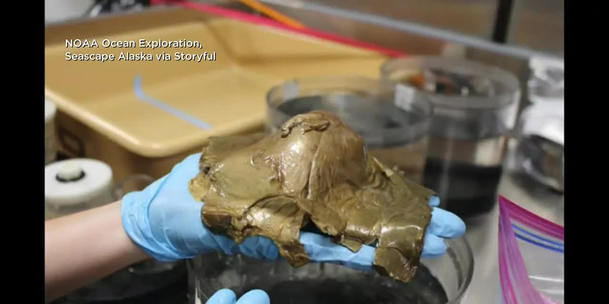 Microscopic view of specimen