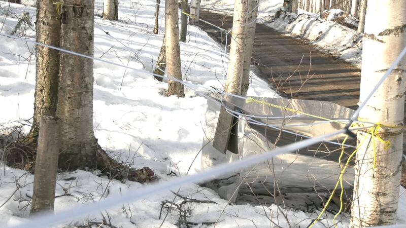 Birch tap collection in Fairbanks