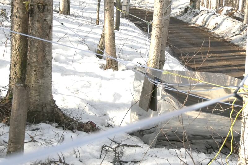 Birch tap collection in Fairbanks