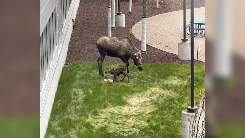 A video captured at Providence Hospital in Anchorage shows a mama moose giving birth to a calf...