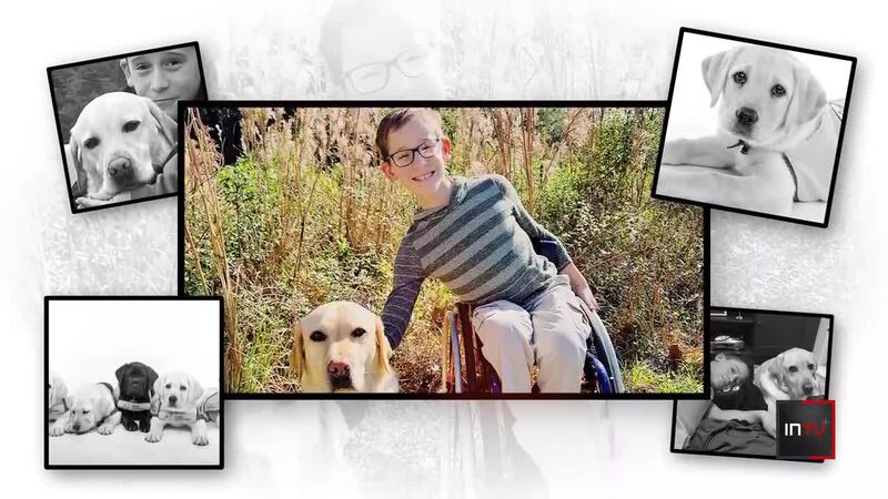 Researchers, nonprofit organization work to find more service dogs for those in need