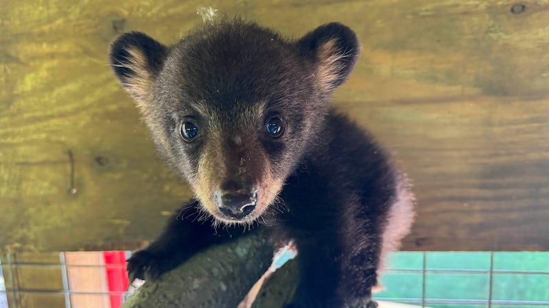 A closeup of an American black bear cub